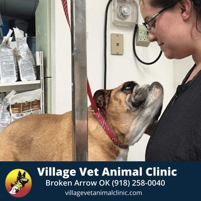 Village Vet Animal Clinic