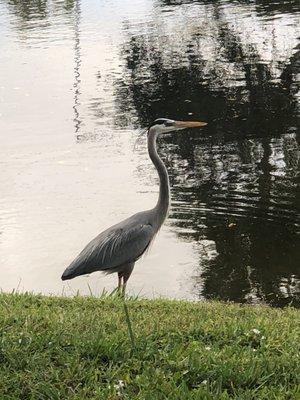 Blue heron