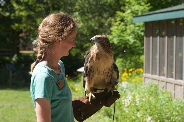 Live raptor programs