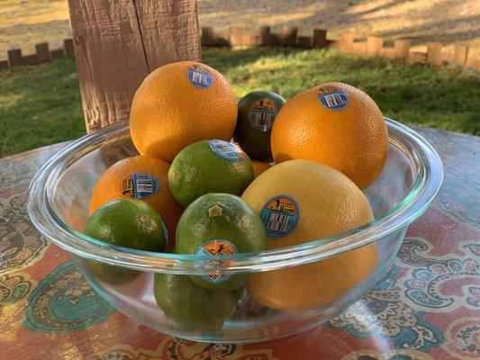 Fresh citrus from Patagonia Orchards is what every picnic table needs!