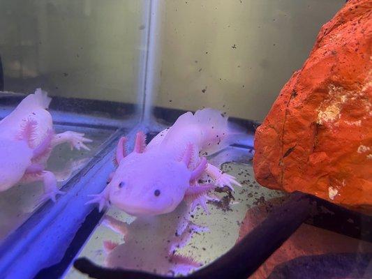 Axolotl