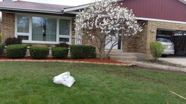 Flowering Magnolia Tree