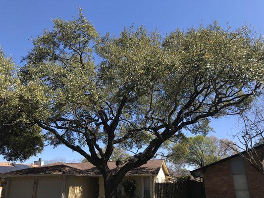 Tree work