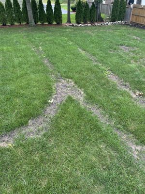 This is my lawn 8 weeks after Groundhog Turf Care " fixed"lawn. Really?