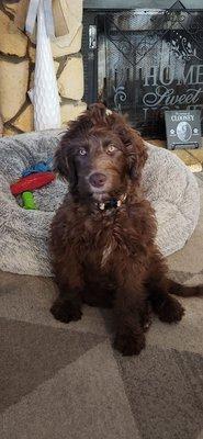 This is Mijo my 3 month old Labradoodle! He was my Christmas present 2023!