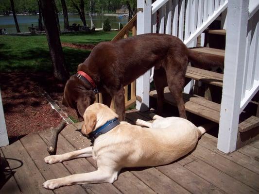 Scout and Sparkey. Two labs I have been sitting for since they were pups