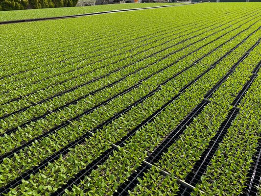 Growers Transplanting