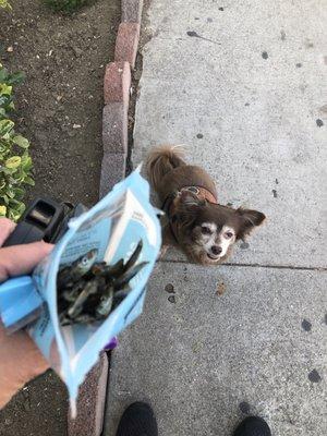 Ms. Doo-Doo Brown sitting for her favorite treat from Echo Bark.