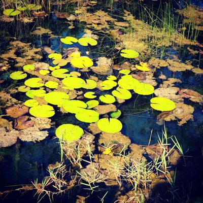 Peaceful on the Pond.