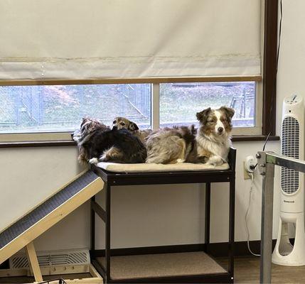 Chubby Puppy Daycare