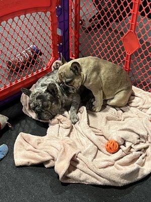 Adorable gym mascots napping after class