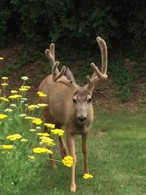 We had company just before sundown