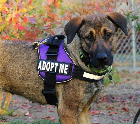 Adoptable dogs.