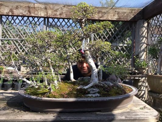 Big bonsai arrangement with Daniel poking through