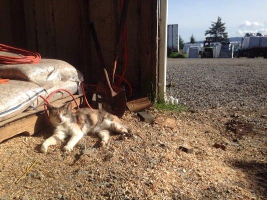 A very happy barn cat relaxes at LCH.