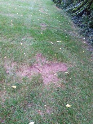 Their drivers turn too sharp and you end up with these all over your lawn.