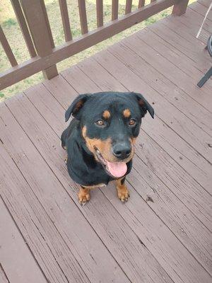 Harnett County Animal Control Shelter