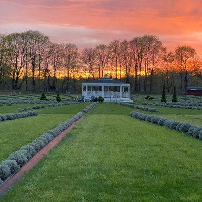 Lavender Waves Farm