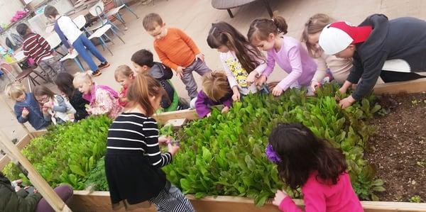 Preschoolers enjoy picking and eating lettuces from their greenhouse garden.