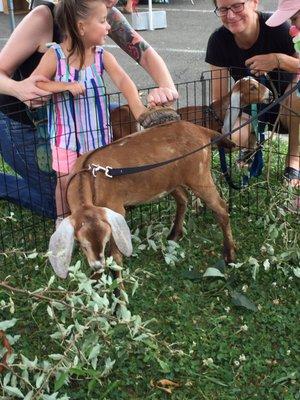 Goats for the kids to feed and pet