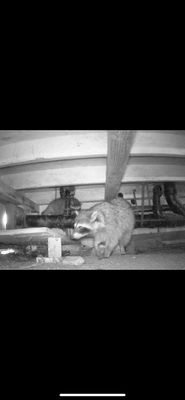 No Harm Raccoon Eviction