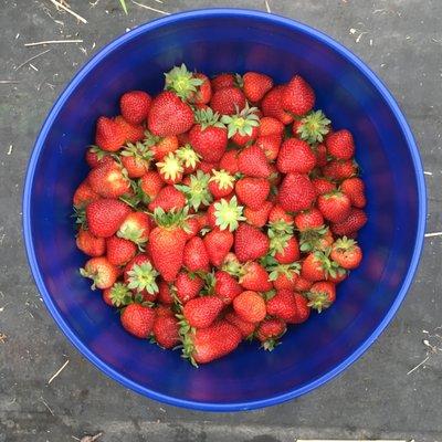 Buy a full season or spring CSA share and get these juicy sweet strawberries!