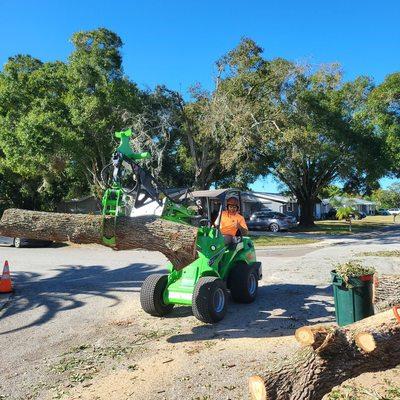 Removing a large tree after Hurricane Ian