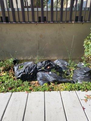 The gardens outside, these bags had been here for over 4 weeks