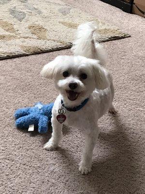 Michelle keeps our little old man looking like a Spring puppy! Summer cut time!