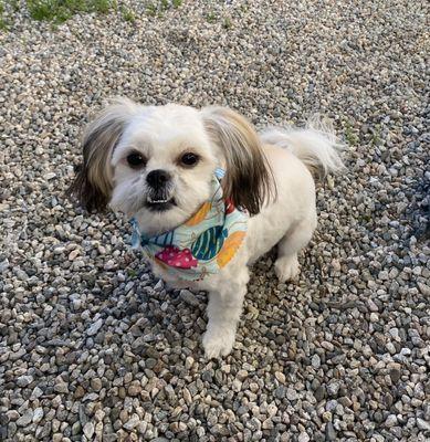 Shih Tzu / Bichon Frisé mix 10 month old female