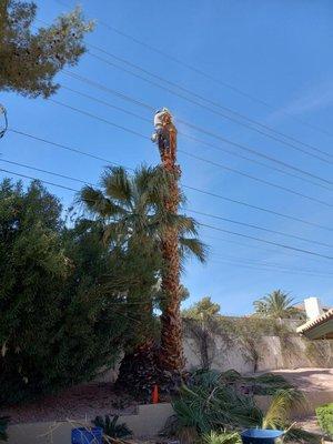 tree service sequoia  license and insurance 