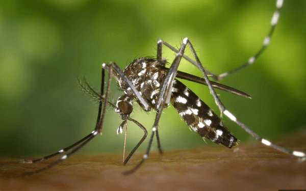 Mosquito Spraying Champaign, IL