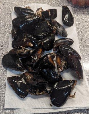 Over a pound of broken, opened mussels.