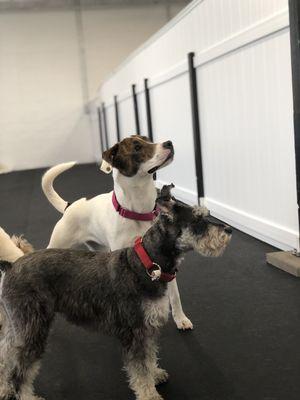 Happy daycare guests on alert!