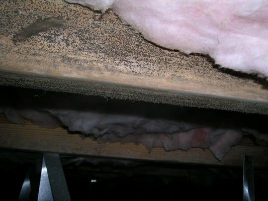 Crawlspace before remediation