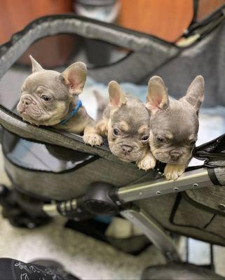 French bulldog puppies