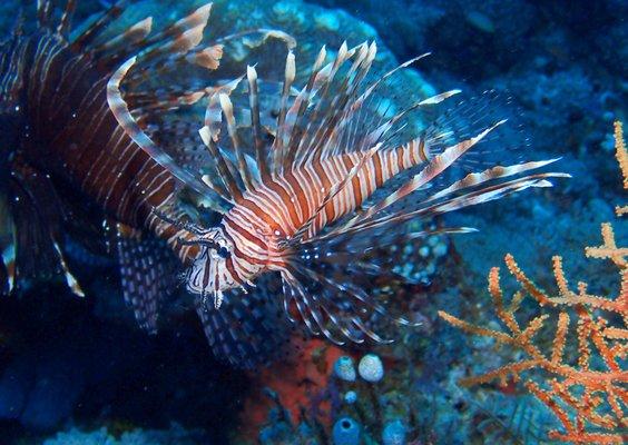 Enfield Scuba - Lionfish - Indonesia