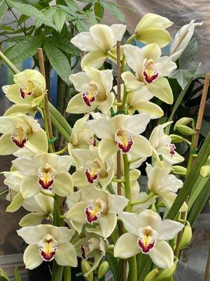 Cymbidium