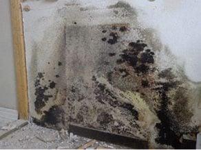 Mold Remediation