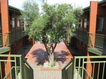 Olive Tree Apartments