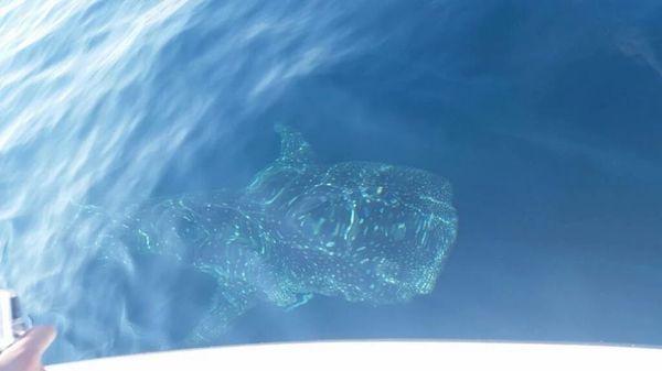 Whale shark up close and personal