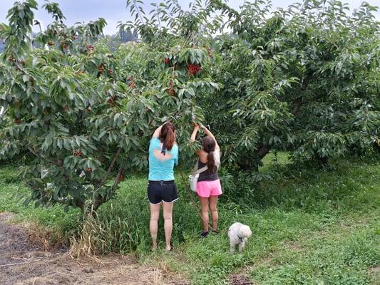 Picking cherries