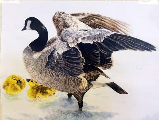 Visionary Arts student wins Federal Junior Duck Stamp contest