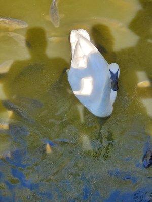 Feeding the Swan and Fish