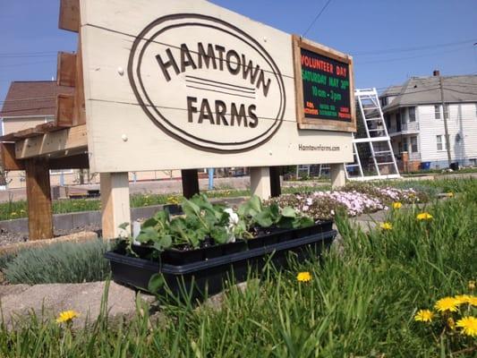 Hamtown Farms