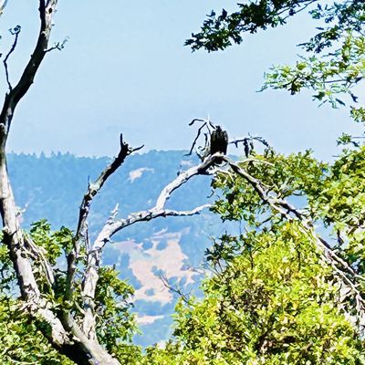 A large vulture- not sure what kind