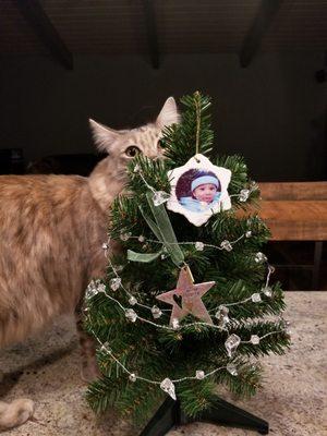 Tiny tree and garland from Hallmark a couple years ago.    Hanging ornaments not from Hallmark.