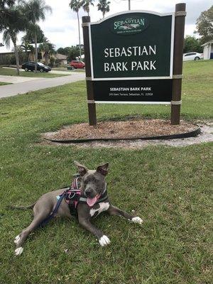 Max had a great first time visit at the Sebastian Bark Park