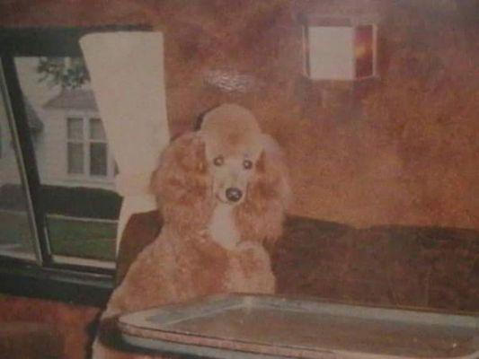 Khallen. The start of my poodle empire. 25 years ago.