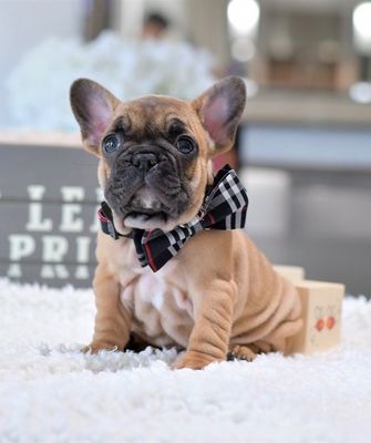 French kiss your heart goodbye! Fall in love with our adorable French Bulldog puppy, ready for a forever home."